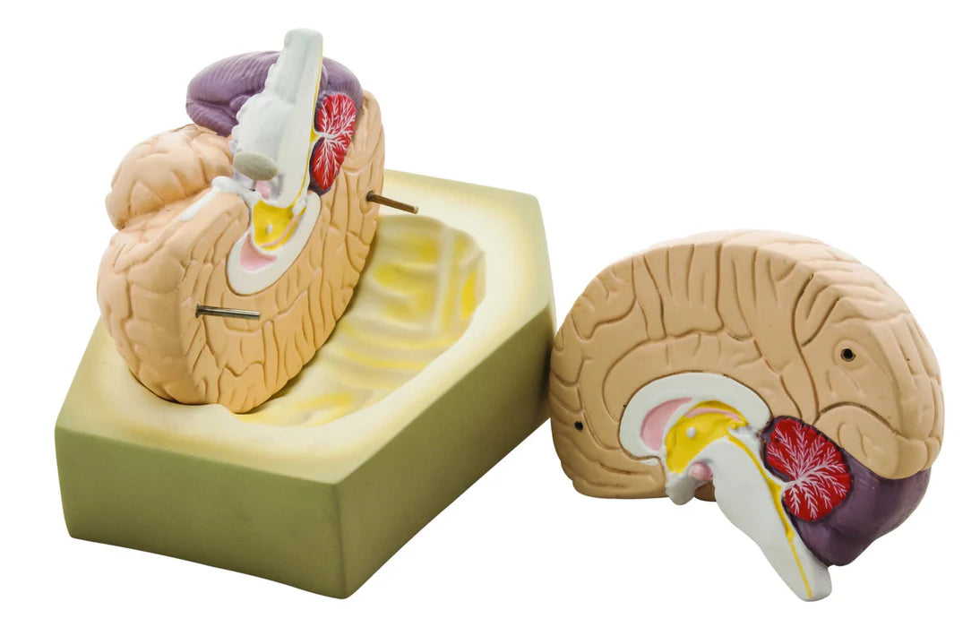 Life- Size Human Brain Model, 2 Parts