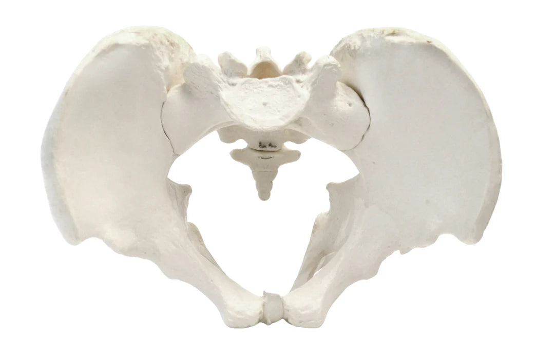 Life-Size Male Pelvis Model, 3D Rendering