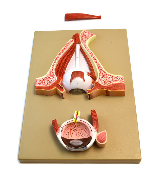 Human Eye Simulation Features and Specifications