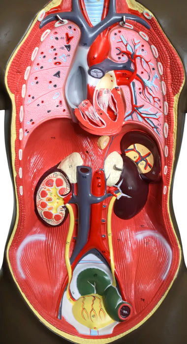 Life-Size Genderless Human Torso Model, 8 Parts