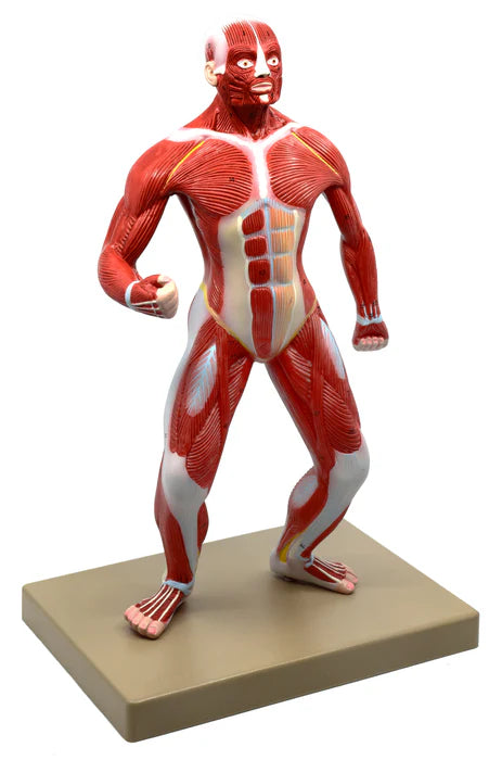 Muscular Body Anatomical Model, 1/4 Life-Size