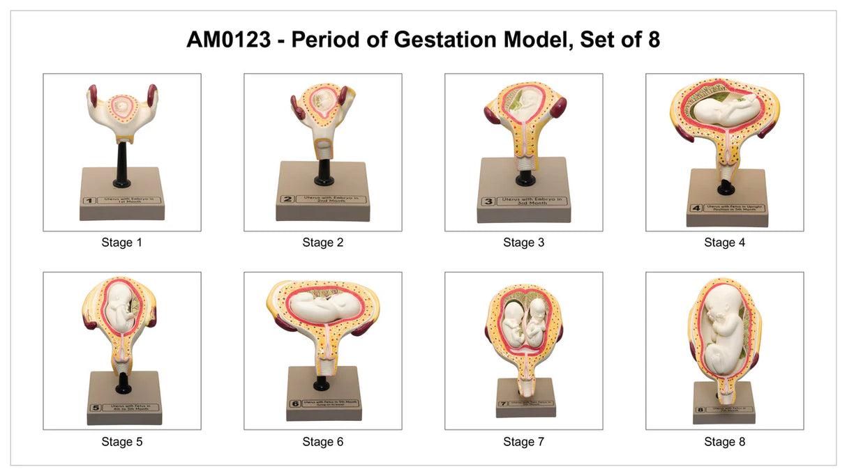 Embryo/Fetus Development in Utero Model Set