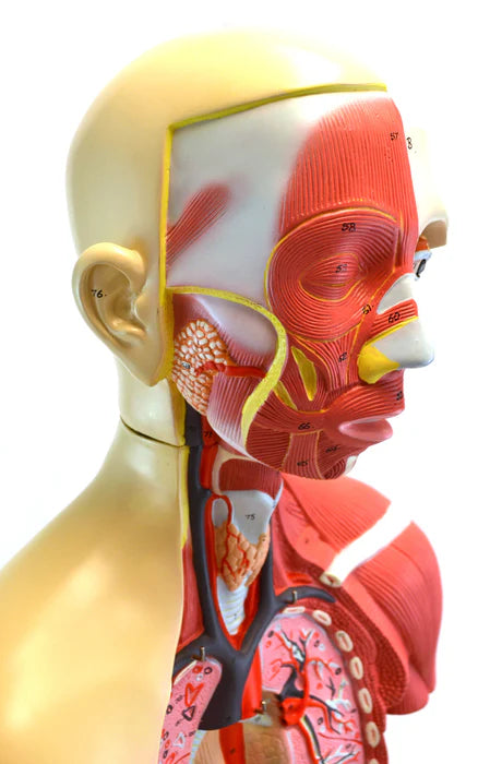 Life-Size Premium Human Torso with Muscles and Open Back, 19 Parts