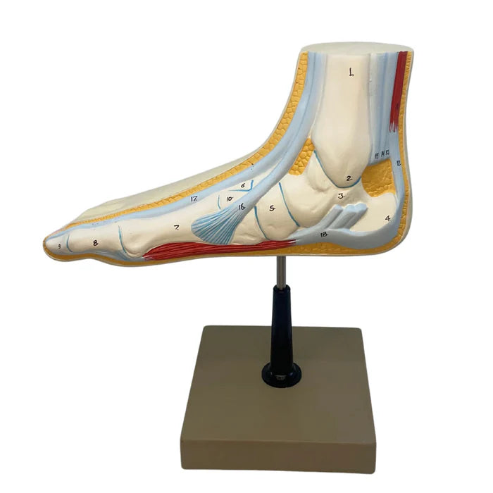 Cross Section of Foot Model, 3 Feet, 18 Features