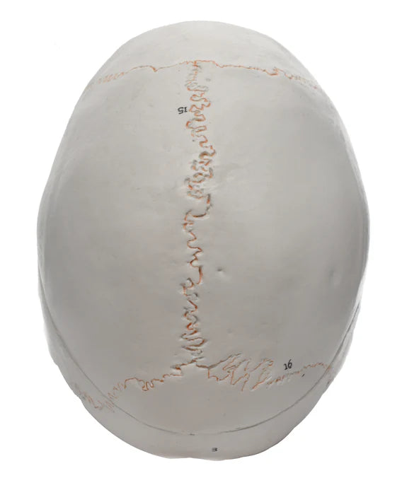 Full-Size Adult Human Skull Model with Removable Skull Cap, 3 Parts