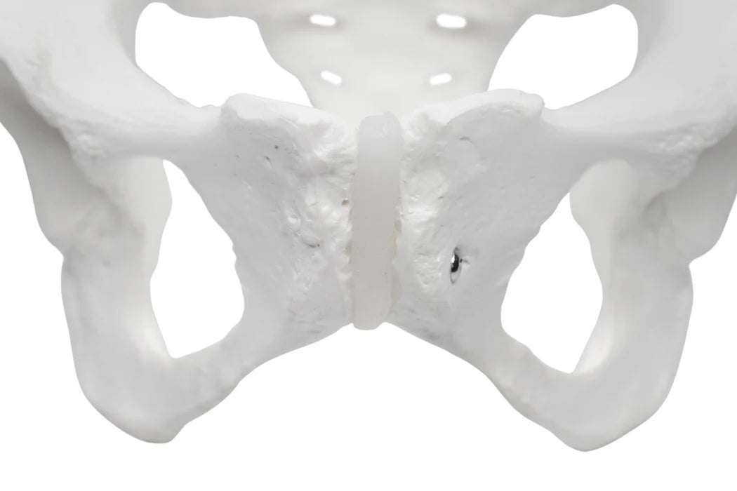 Female Pelvis Model Life Size, 3D Rendering