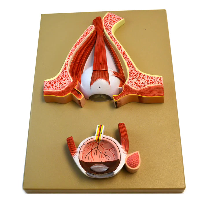 Human Eye Simulation Features and Specifications