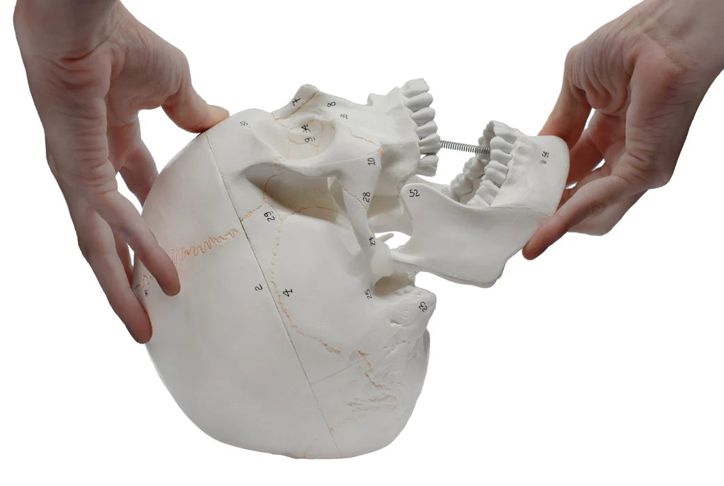 Full-Size Adult Human Skull Model with Removable Skull Cap, 3 Parts