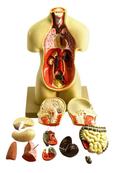 Miniature Human Torso Model Genderless, 12 Parts
