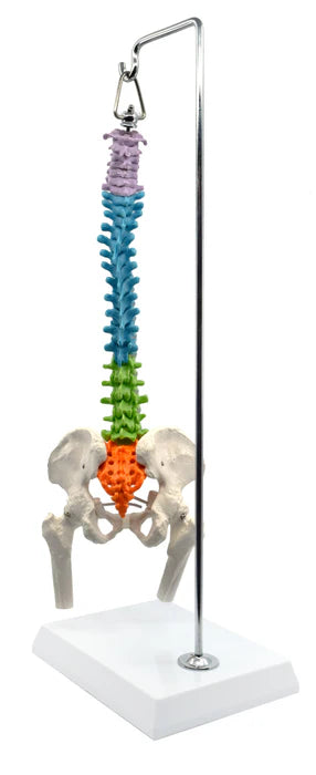 Spinal Columns 45cm Hanging Type, Didactic Painted Mini