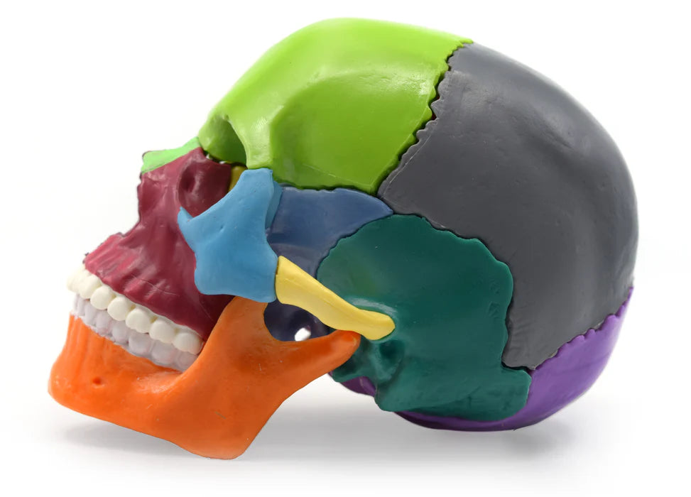 Didactic Mini Skull Multicolored 15 Pieces, Magnetic Mounting