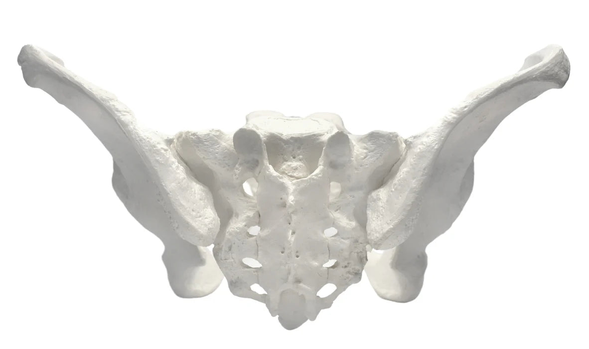 Female Pelvis Model Life Size, 3D Rendering