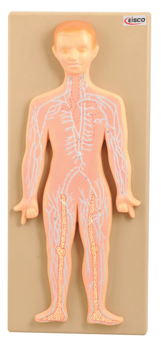 Human Lymphatic System Anatomical Model