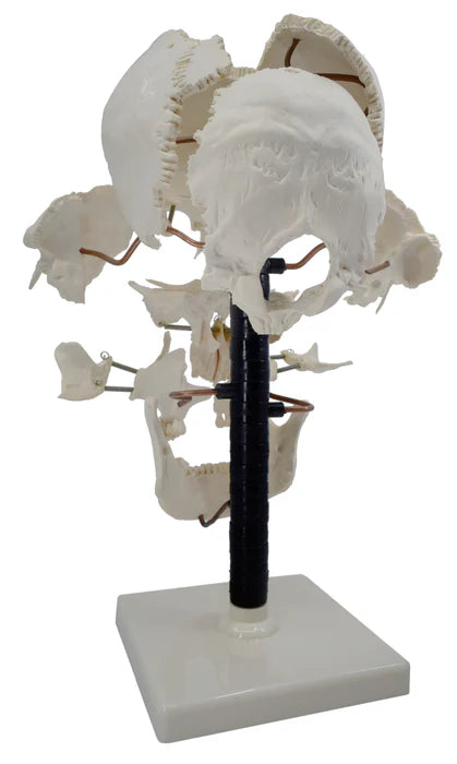 Beauchene Skull Life Size Model, 13 Parts Mounted on Stand