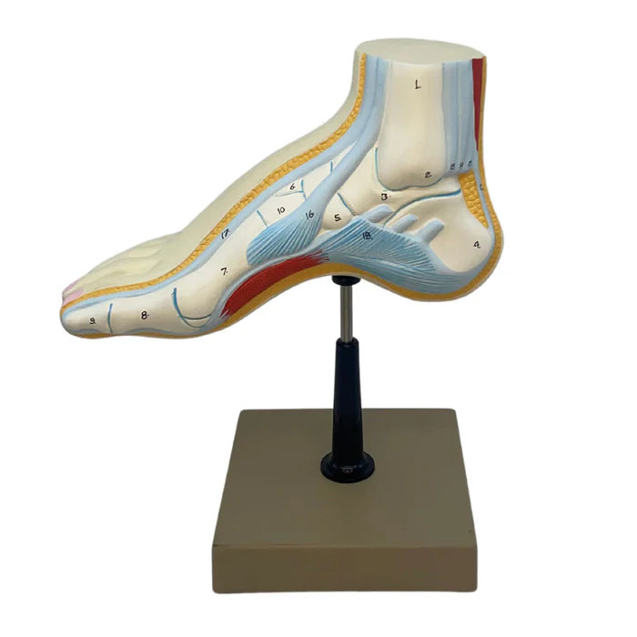 Cross Section of Foot Model, 3 Feet, 18 Features