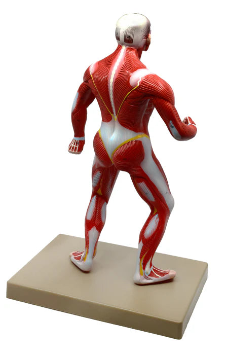 Muscular Body Anatomical Model, 1/4 Life-Size