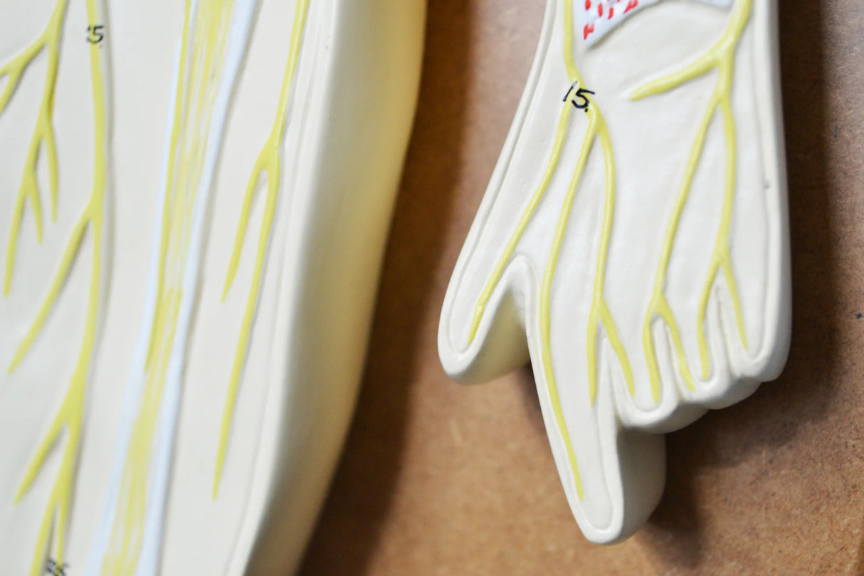 Nervous System Model, 32 Inch Mounted