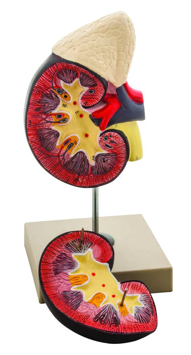 Life-Size Kidney with Adrenal Gland Model, 2 Parts