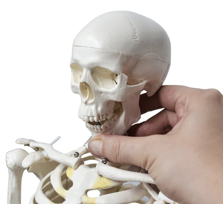 Human Skeleton Model Half Size Articulated Mandible, Rod Mounted