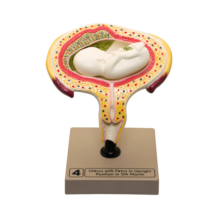 Embryo/Fetus Development in Utero Model Set
