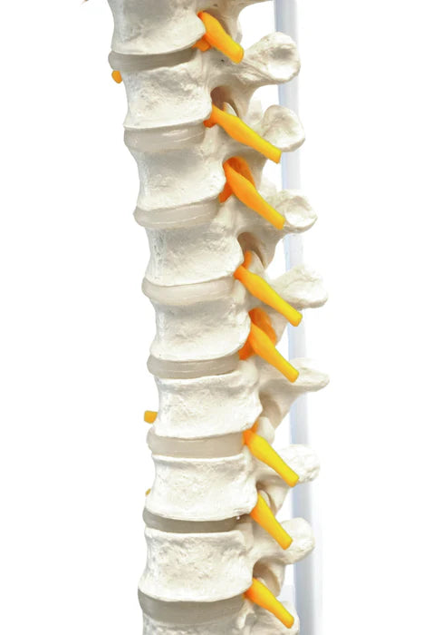 Flexible Human Spine Model 31.5" Includes Mount