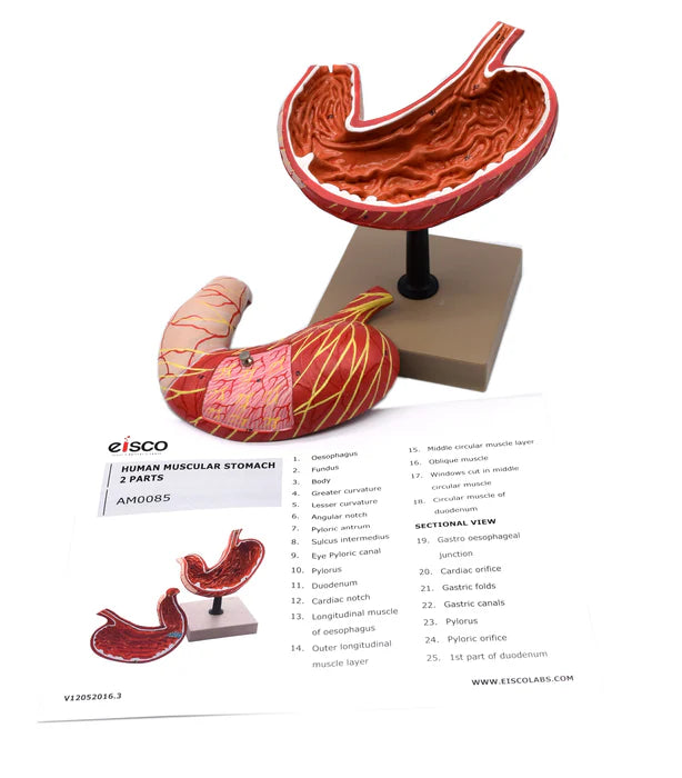 Human Stomach Model 3 Dimensional Sectional View, 2 Parts