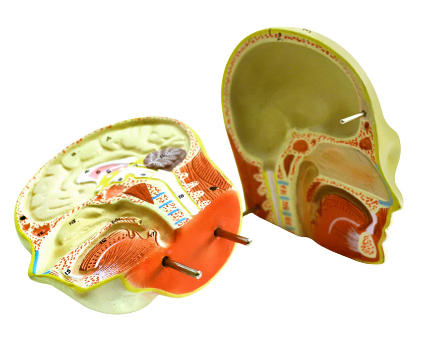 Miniature Human Torso Model Genderless, 12 Parts