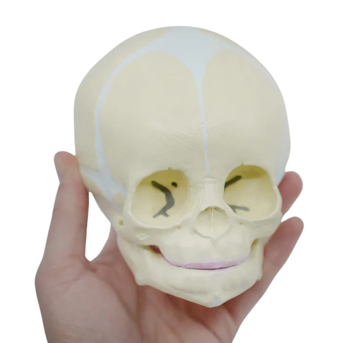 Life-Size Infant Human Skull Model with Articulated Mandible