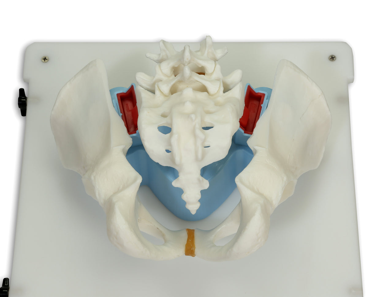 Bonnie Bone Marrow Biopsy™ Skills Trainer With Case & 5-Pack Of Illiac Crest Inserts