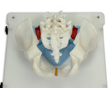 Bonnie Bone Marrow Biopsy™ Skills Trainer With Case & 5-Pack Of Illiac Crest Inserts