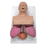 Adult Airway Management Trainer