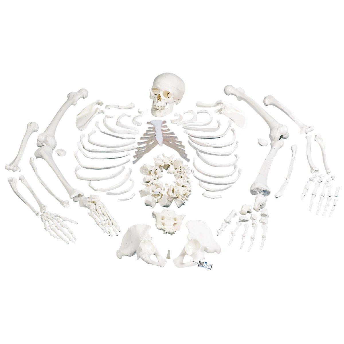 Disarticulated Human Skeleton Model with 3 Part Skull