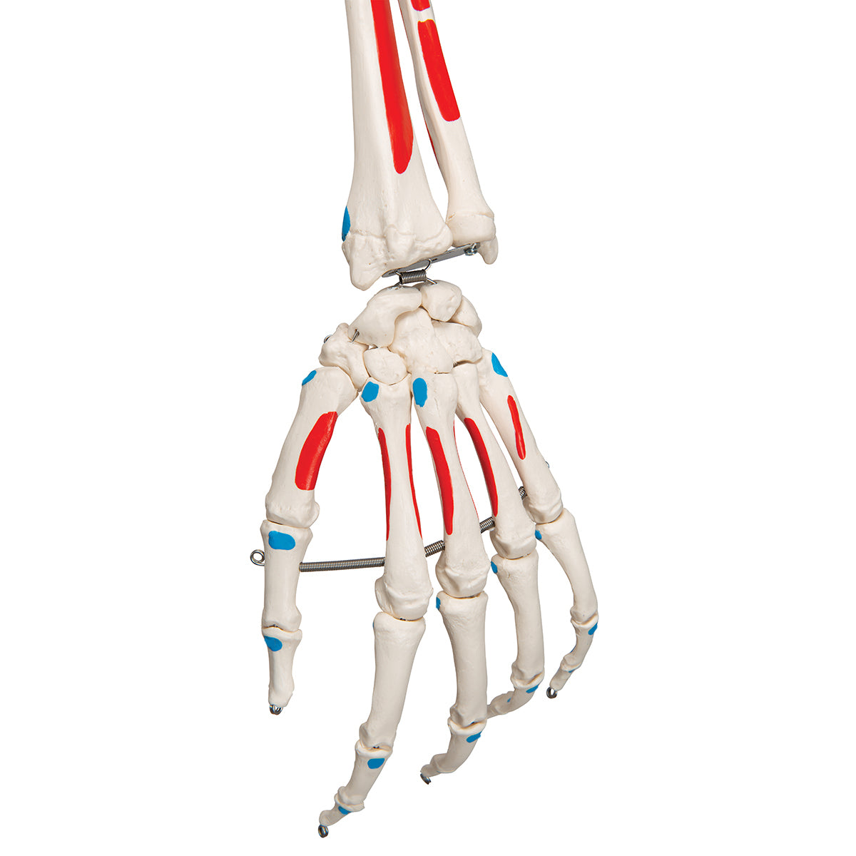 Max Human Skeleton Model with Painted Muscle Origins & Inserts – Anchor ...