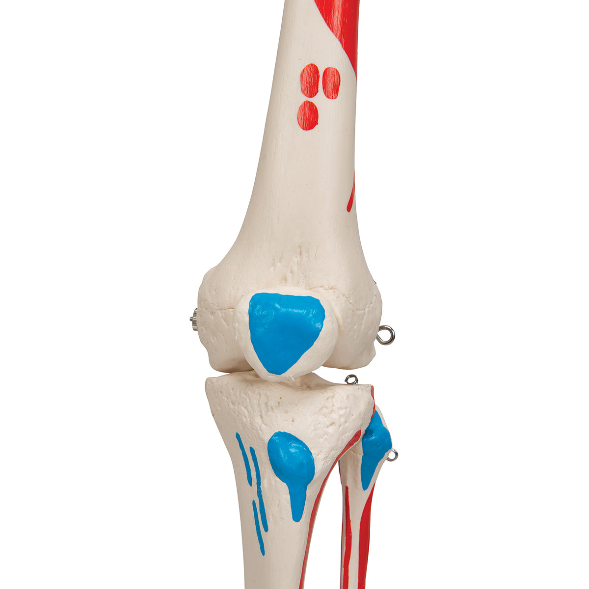 Skelon Model Simulation Max Human Skeleton Model with Painted Muscle Origins & Inserts – Anchor ...