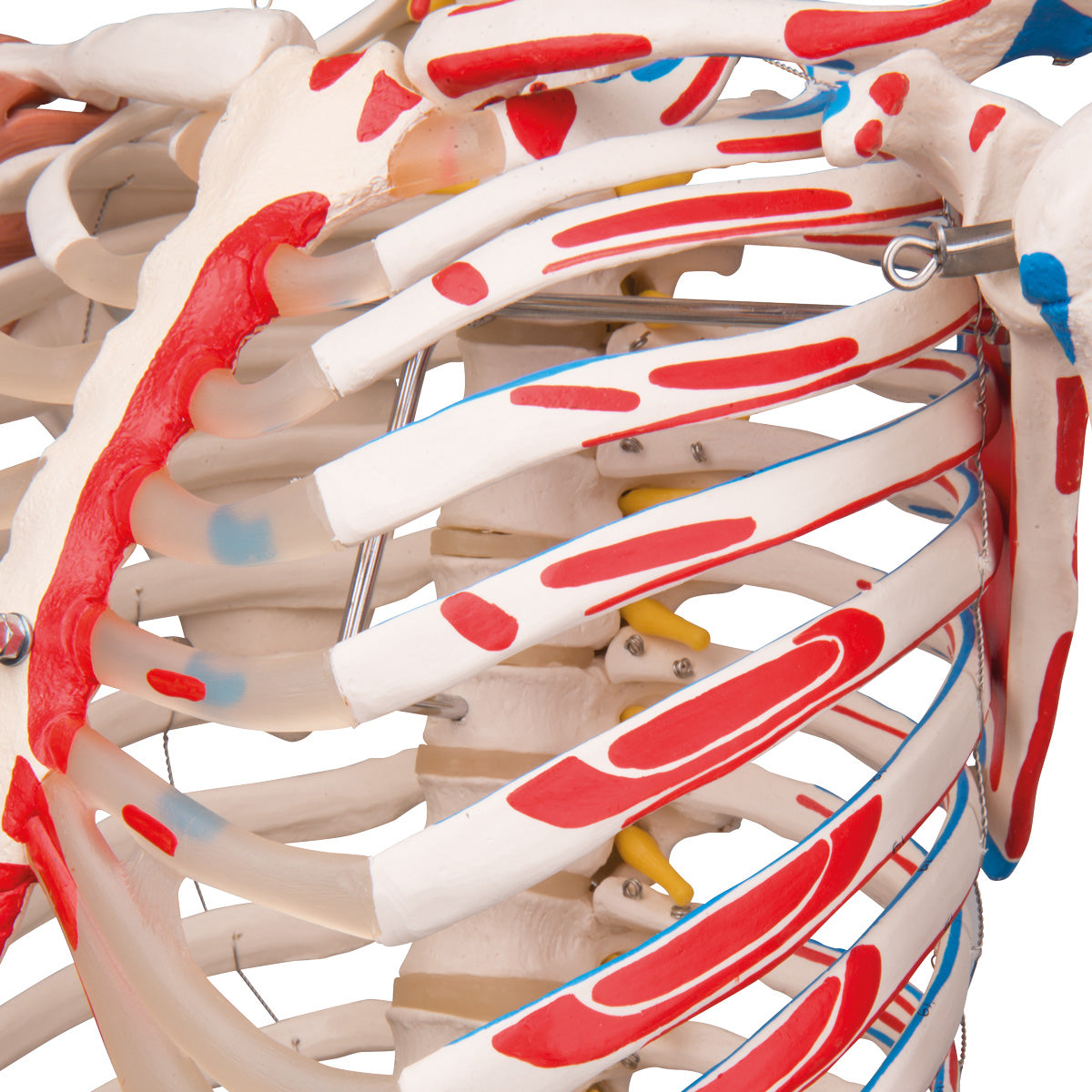 Skelon Model Simulation Sam Human Skeleton Model on Hanging Stand – Anchor Simulation