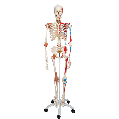 Skelon Model Simulation Sam Human Skeleton Model with Muscles & Ligaments – Anchor Simulation