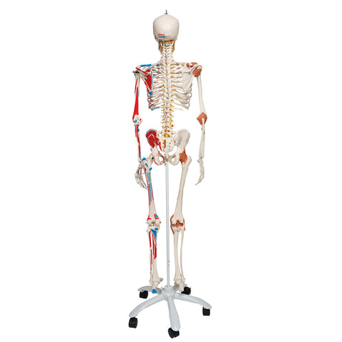 Skelon Model Simulation Sam Human Skeleton Model with Muscles & Ligaments – Anchor Simulation