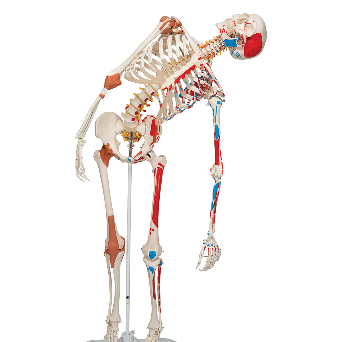Skelon Model Simulation Sam Human Skeleton Model with Muscles & Ligaments – Anchor Simulation