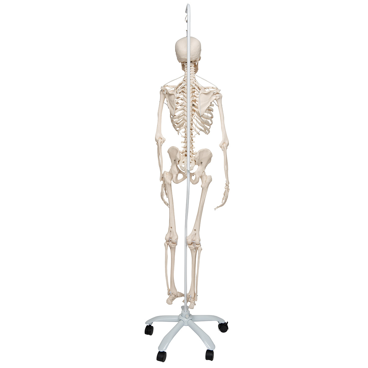 Skelon Model Simulation Functional & Physiological Skeleton Model Frank on Hanging Stand ...