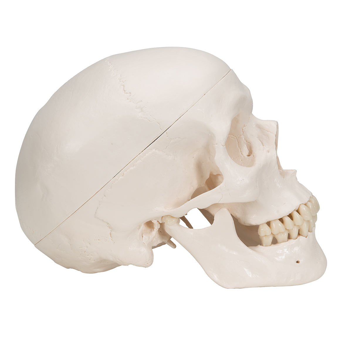 Classic Human Skull Model, 3 Part