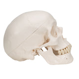 Classic Human Skull Model, 3 Part