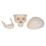 Classic Human Skull Model, 3 Part