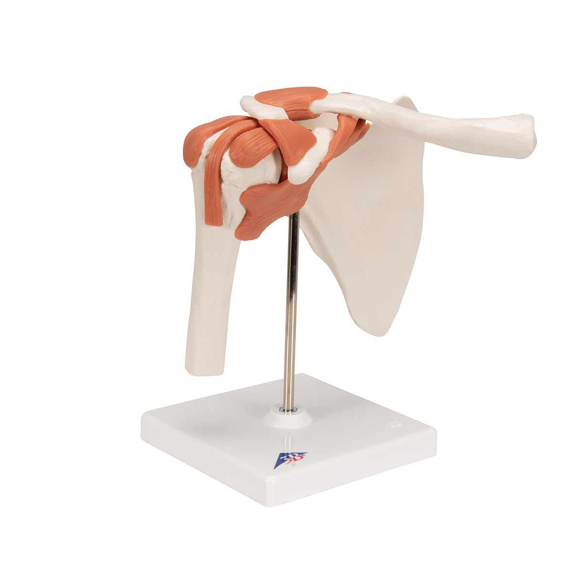 Functional Shoulder Joint