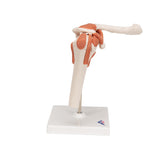Functional Shoulder Joint