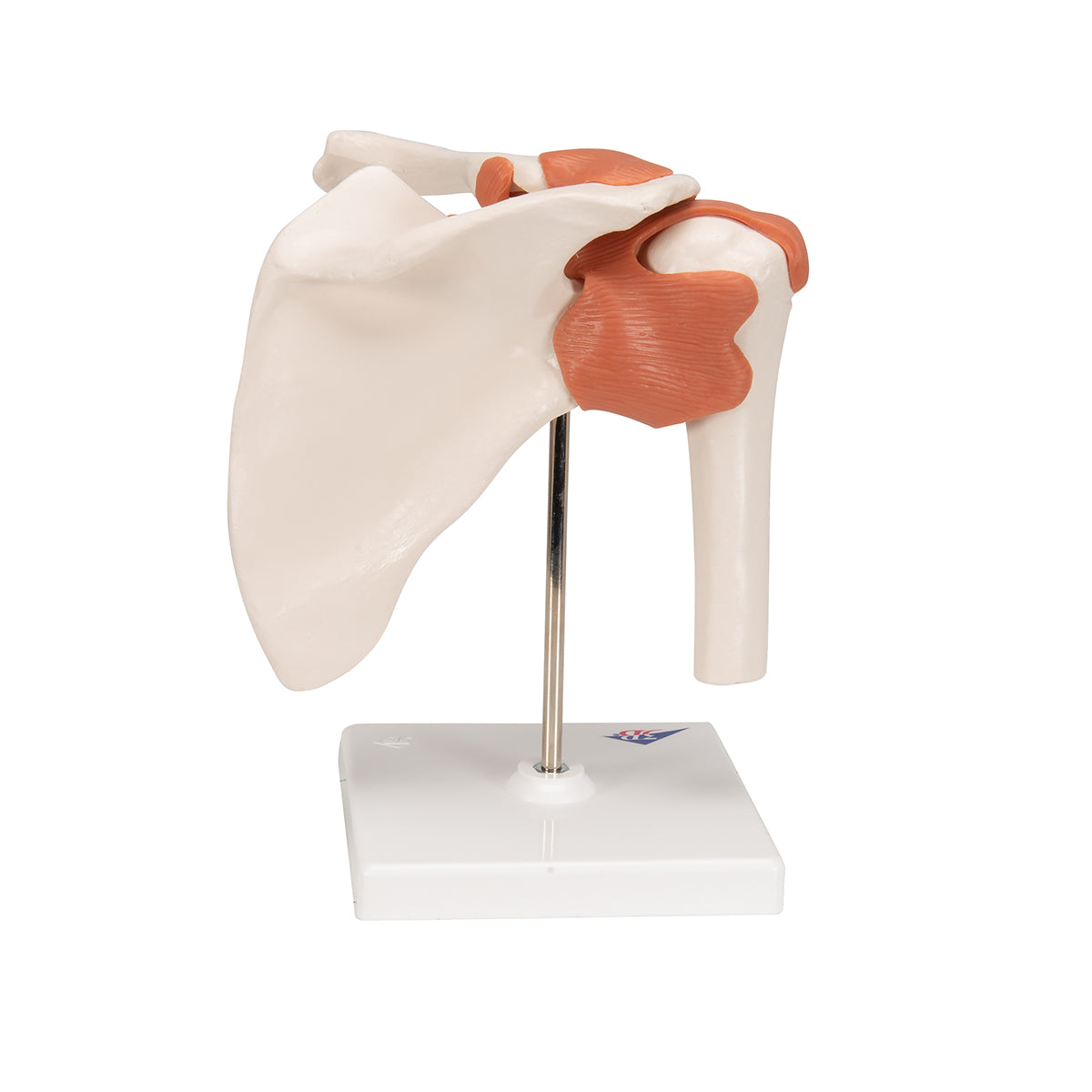 Functional Shoulder Joint