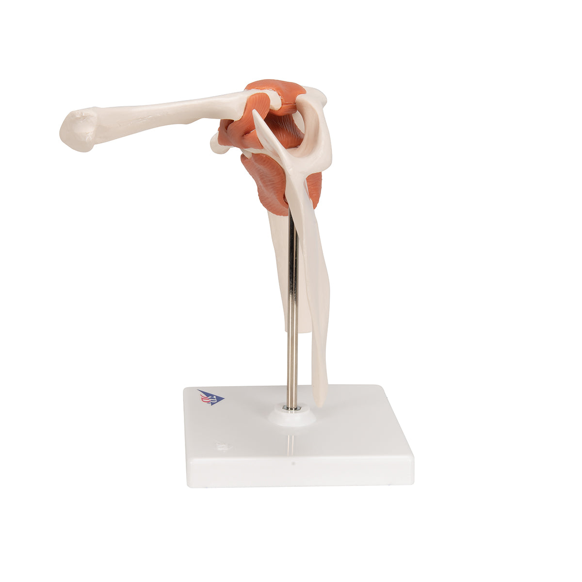 Functional Shoulder Joint