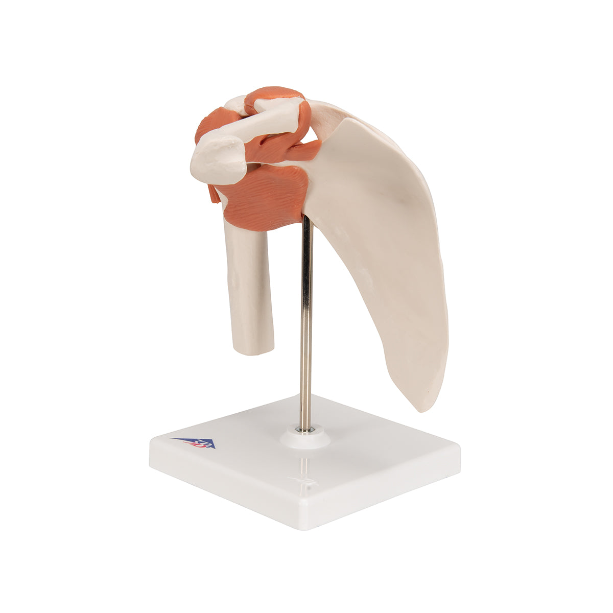 Functional Shoulder Joint