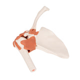 Functional Shoulder Joint