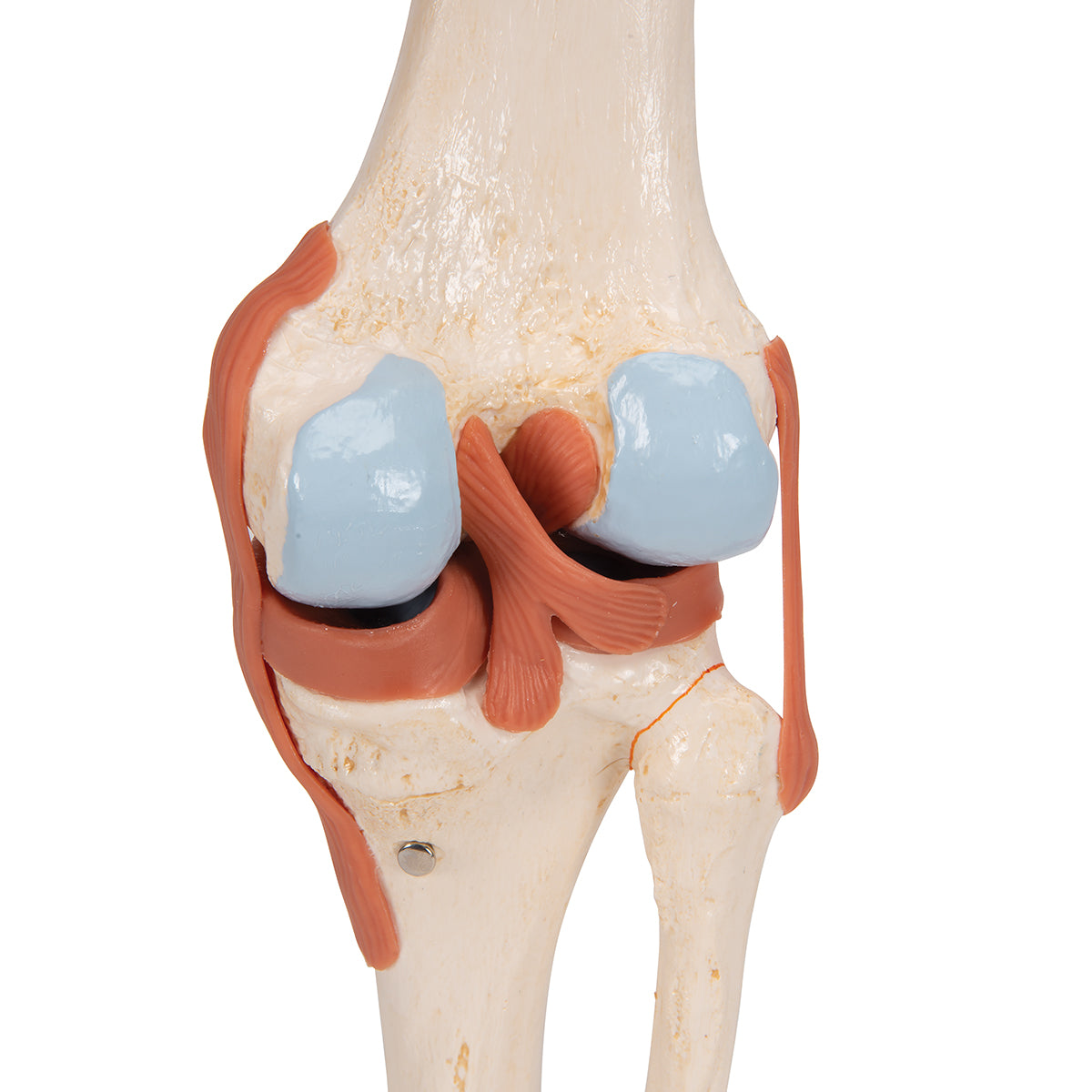 Deluxe Functional Knee Joint Model