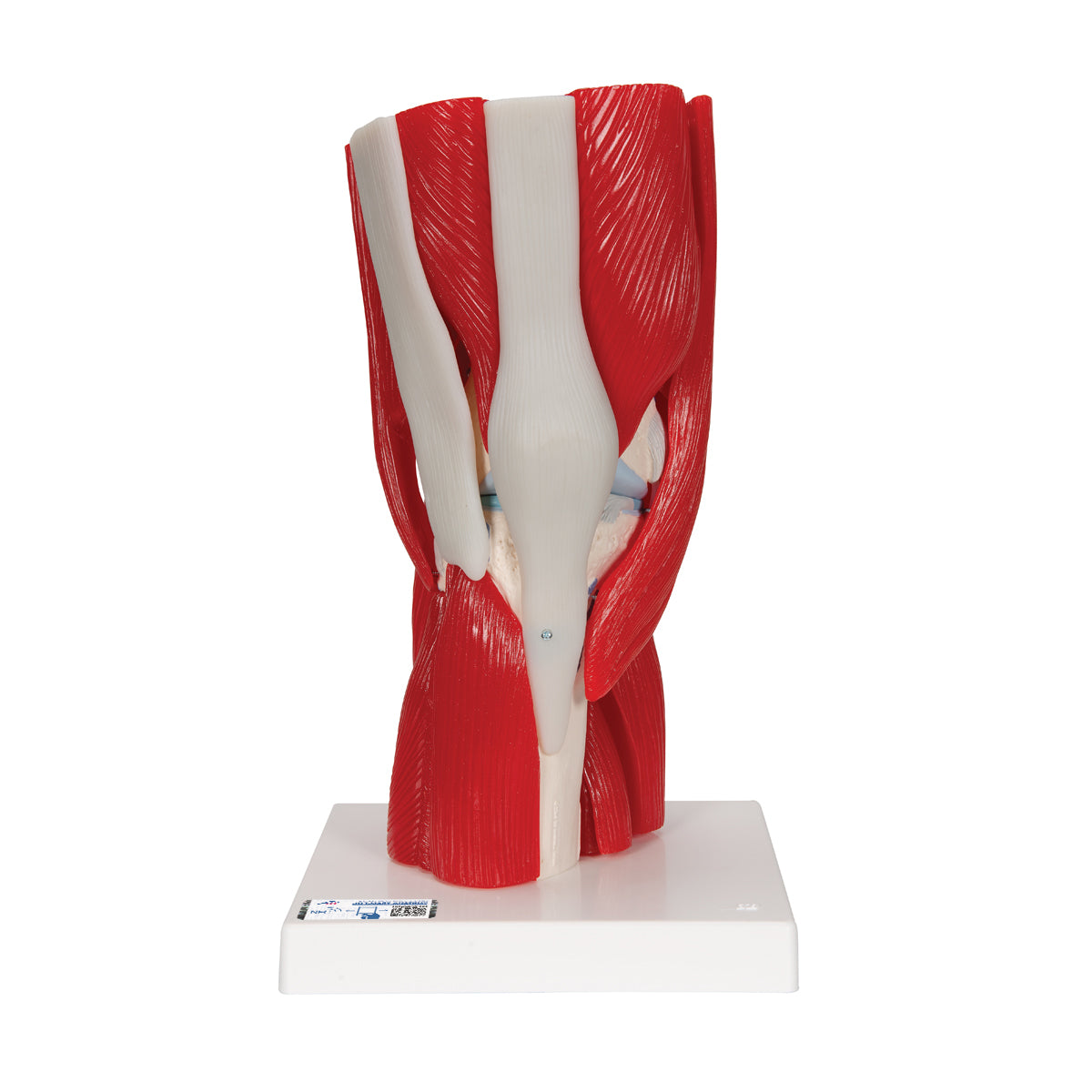 Knee Joint with Removable Muscles, 12 Part